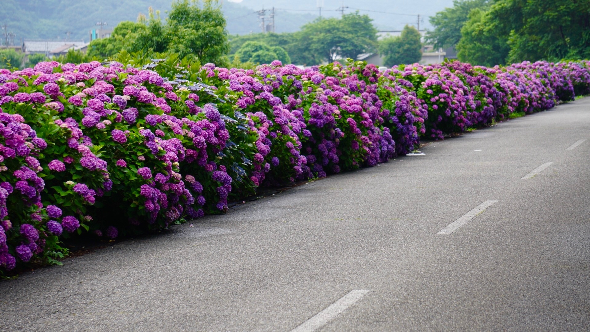 あじさいロード Of 福井市社北公民館 あじさいロード Of 福井市社北公民館