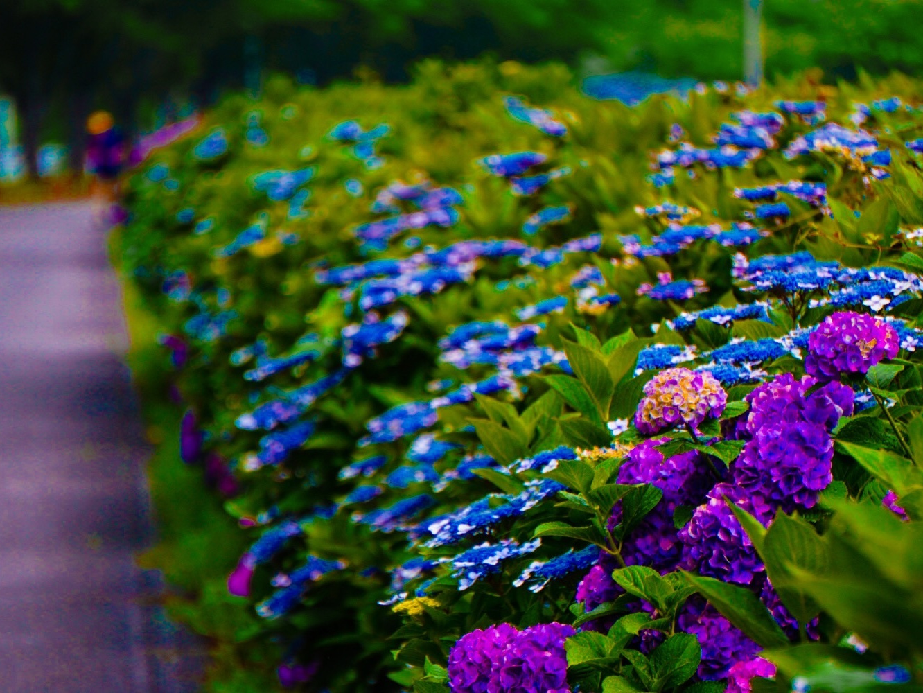 あじさいロード Of 福井市社北公民館 あじさいロード Of 福井市社北公民館