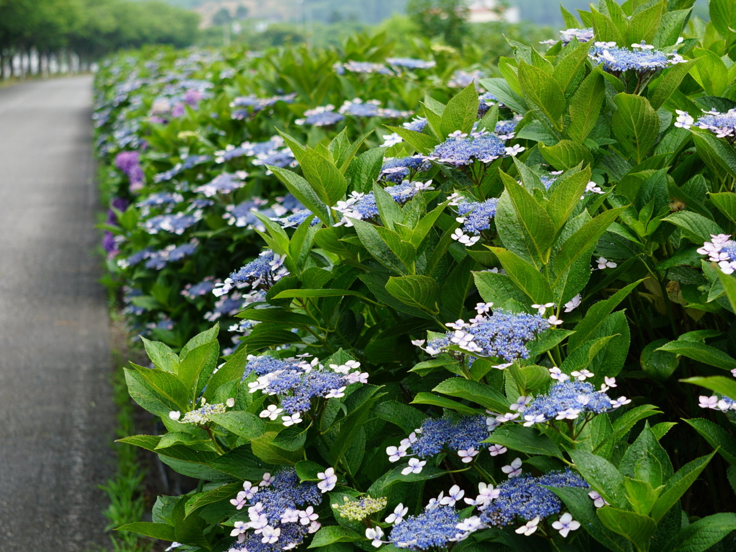 あじさいロード Of 福井市社北公民館 あじさいロード Of 福井市社北公民館
