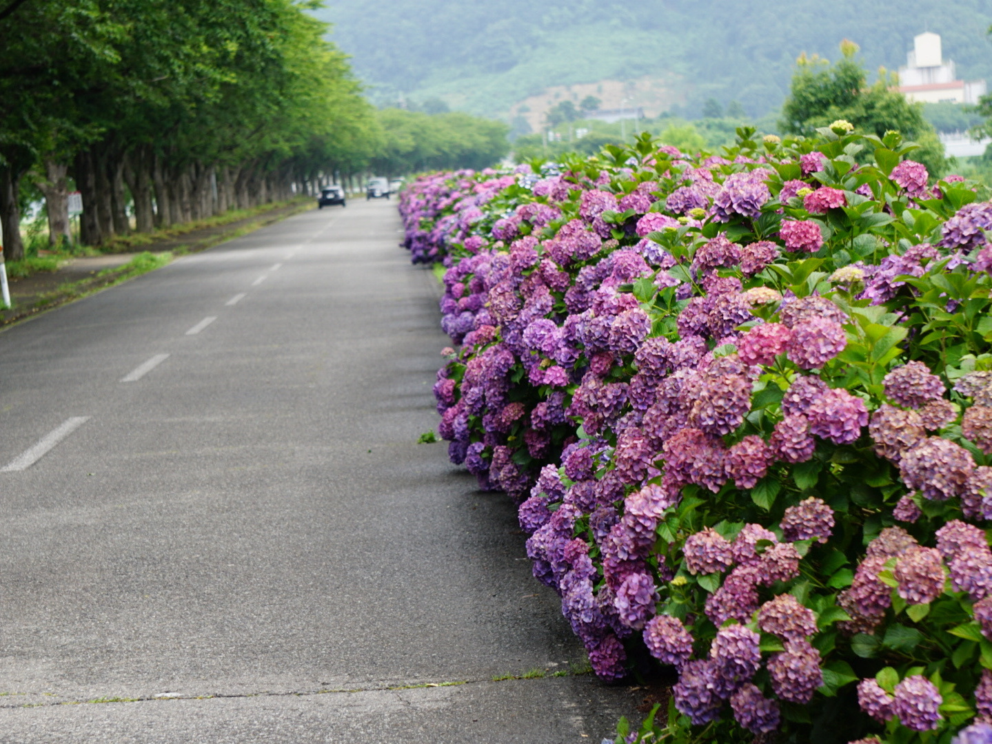 あじさいロード Of 福井市社北公民館 あじさいロード Of 福井市社北公民館