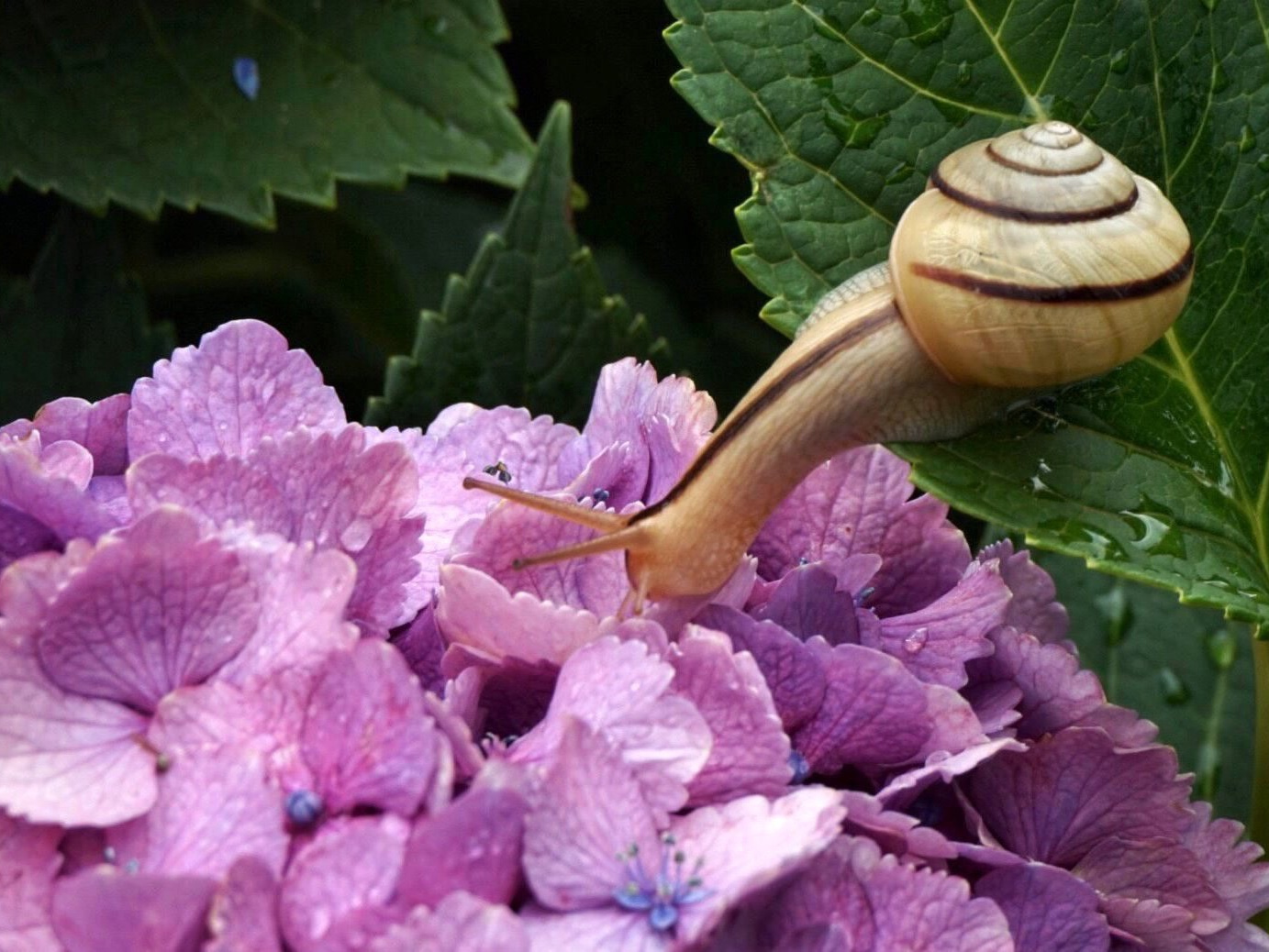 あじさいロード Of 福井市社北公民館 あじさいロード Of 福井市社北公民館