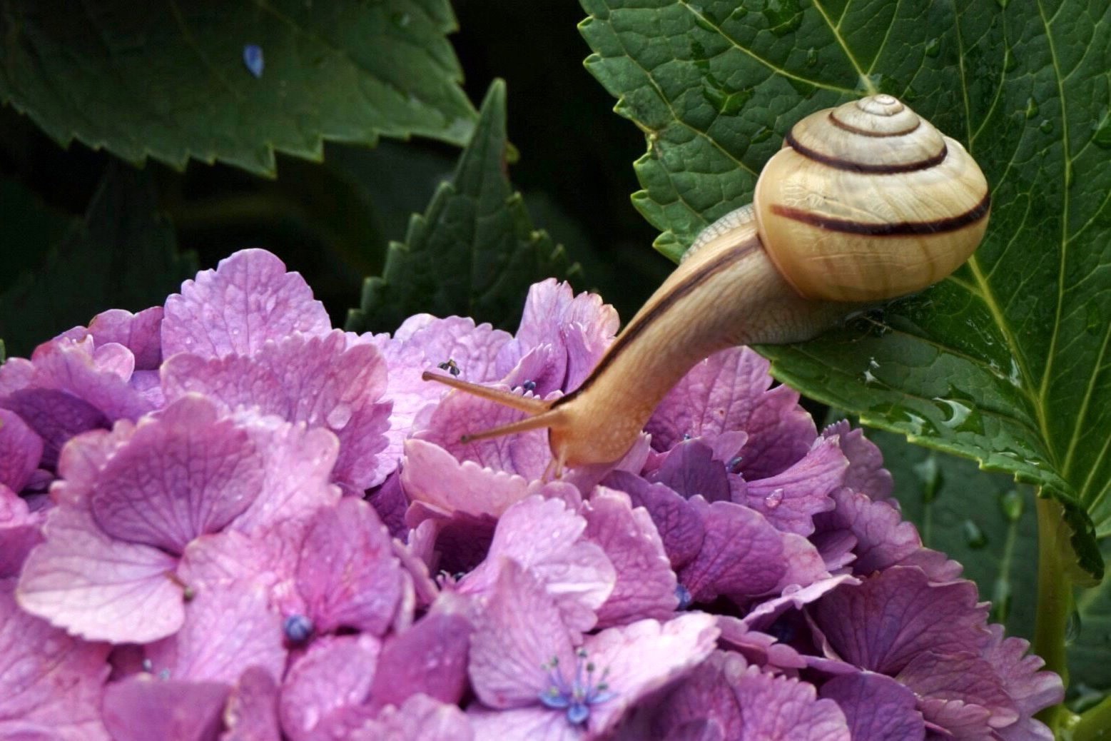 あじさいロード Of 福井市社北公民館 あじさいロード Of 福井市社北公民館